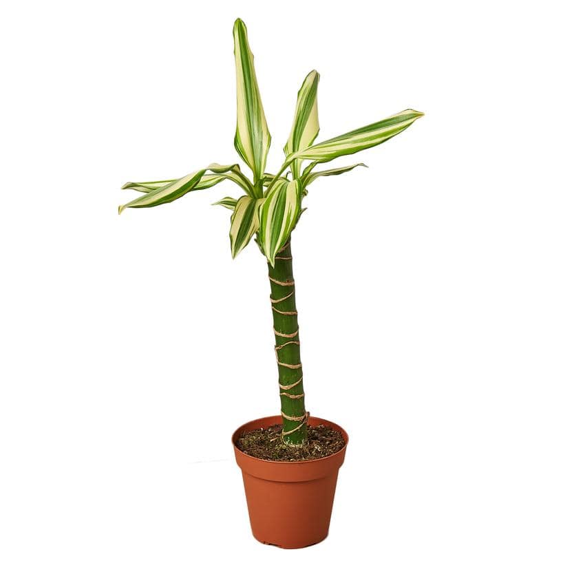 Dracaena 'Sted Sol Cane' Houseplant for Healing