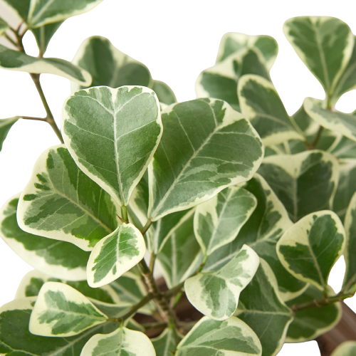 Ficus Elastica 'Triangularis' Variegated Houseplant