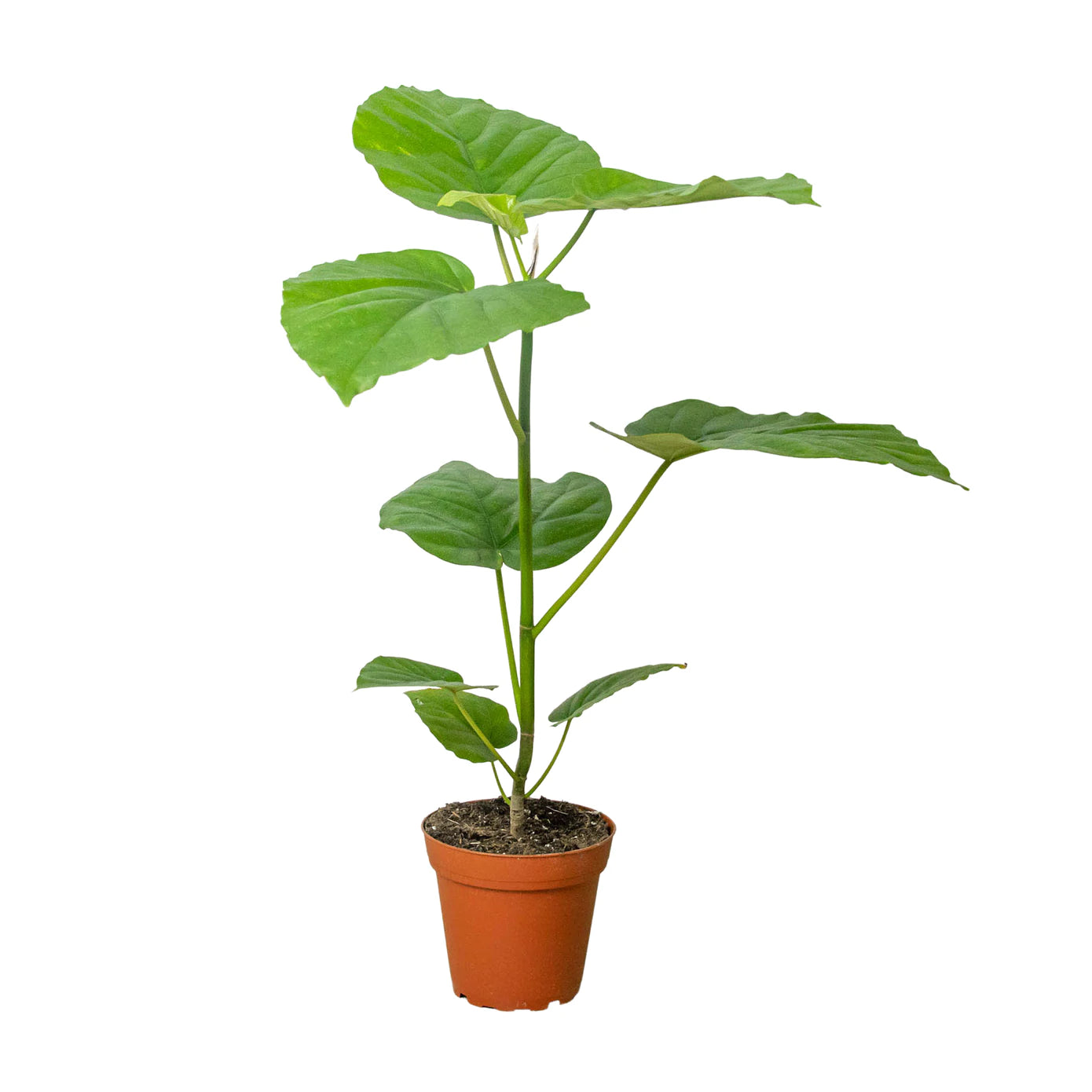Ficus Umbellata Houseplant