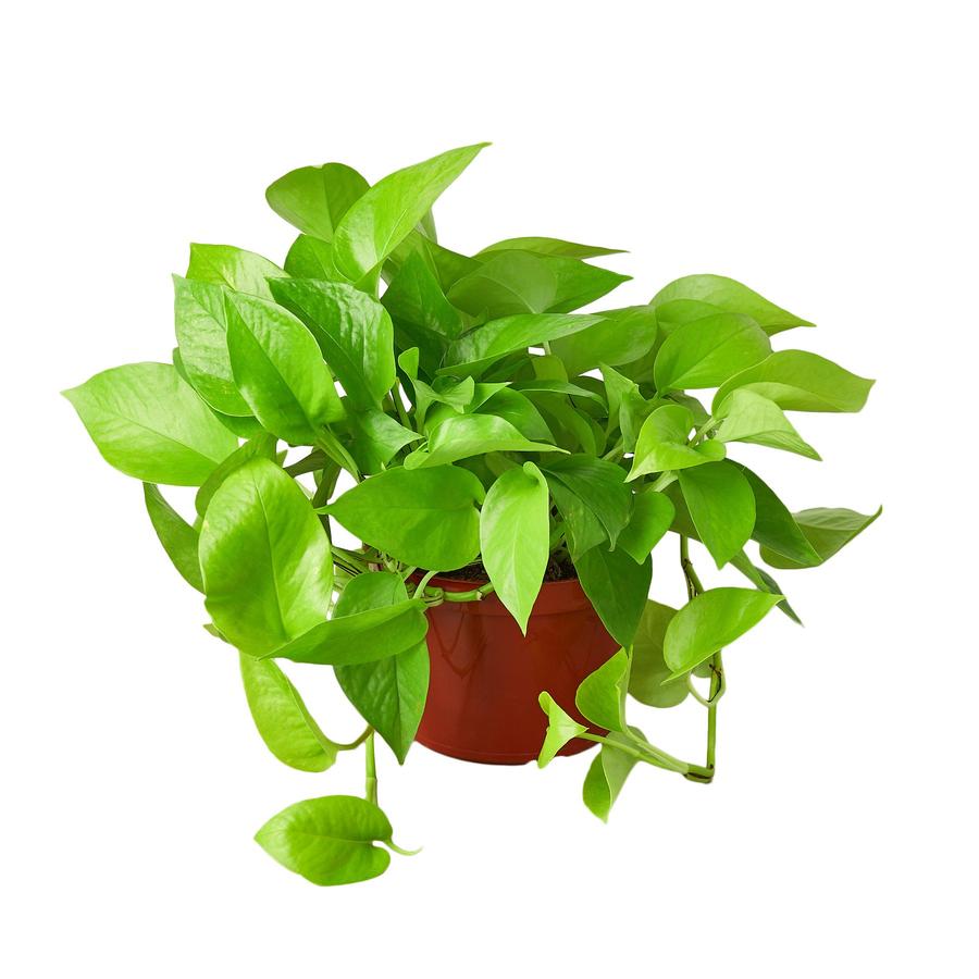 Neon Pothos Houseplant