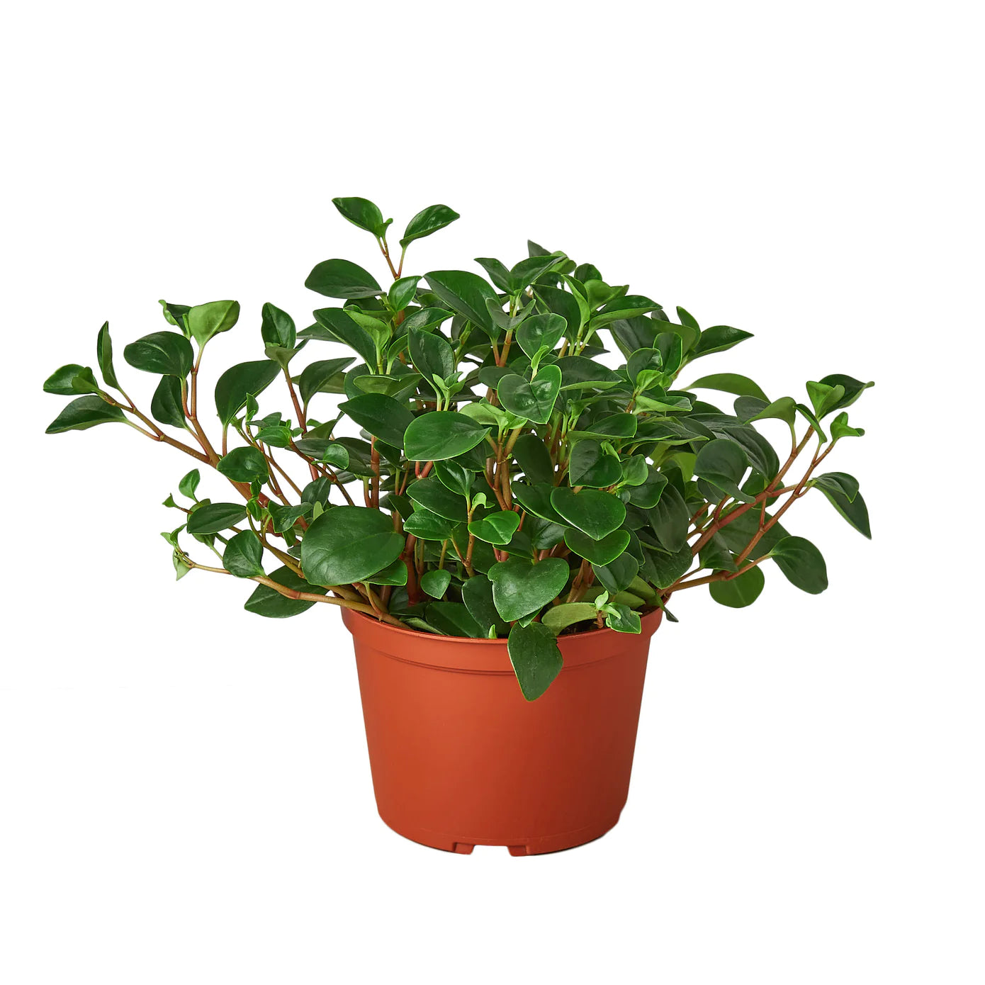 Peperomia 'Glabella' Houseplant