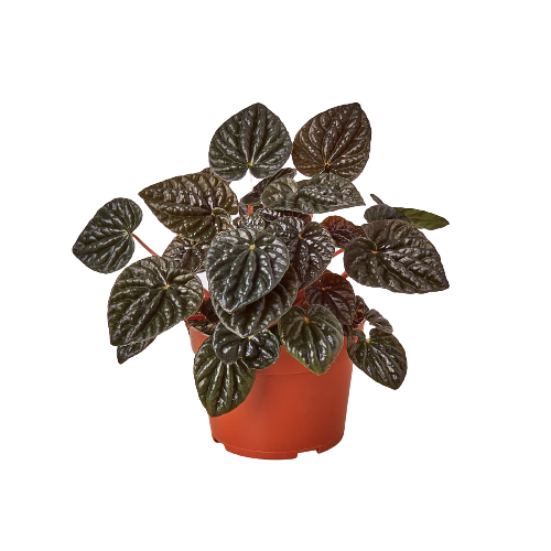 Peperomia 'Ripple Red' Houseplant