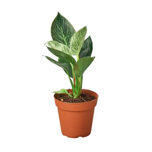 Philodendron Birkin Houseplant