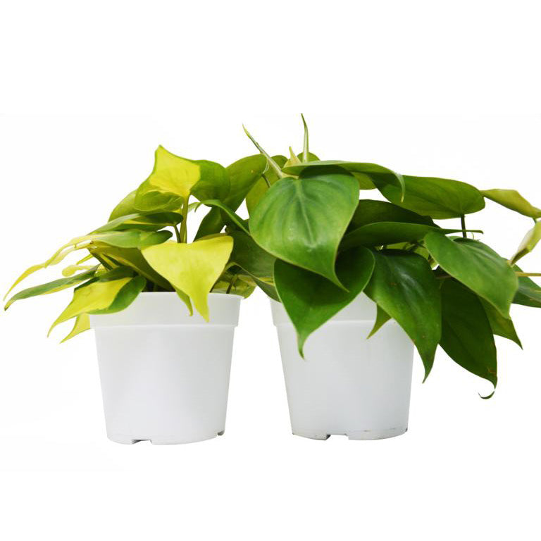 Philodendron Houseplant Variety