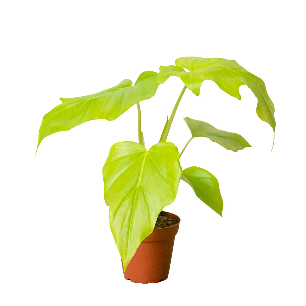 Philodendron Warscewiczii  Houseplant