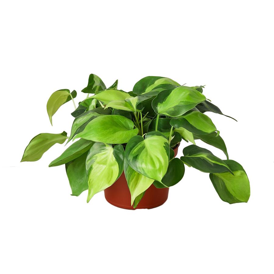 Philodendron 'Brasil' Houseplant