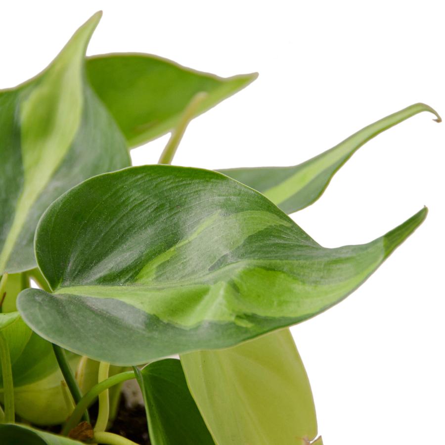 Philodendron 'Brasil' Houseplant