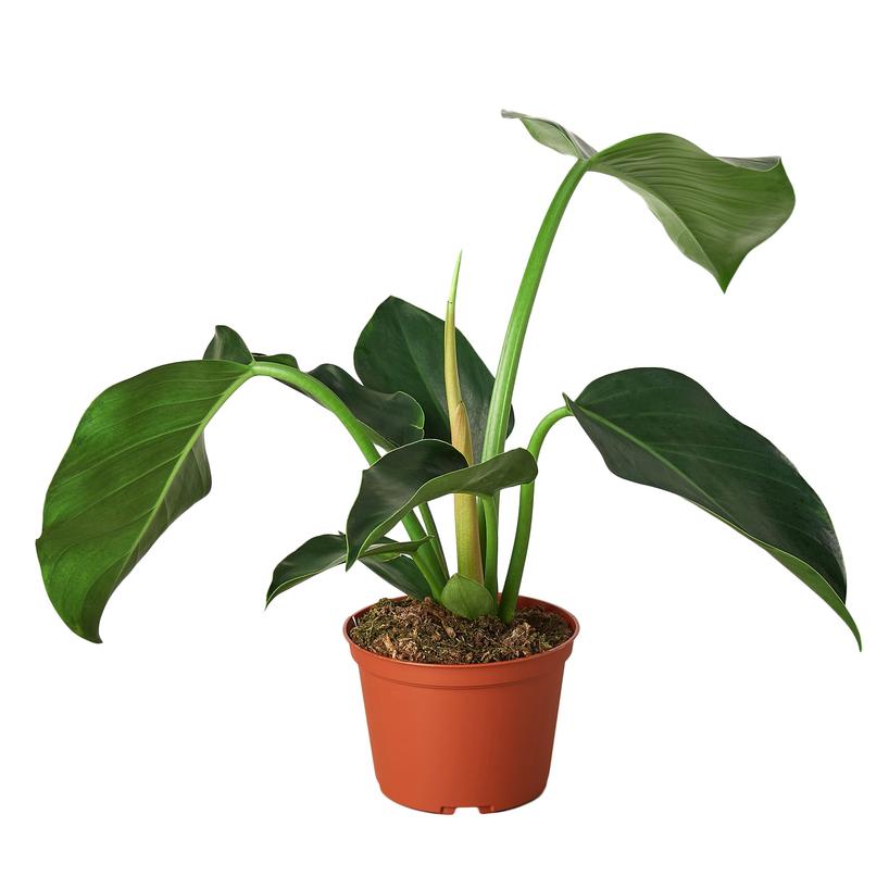 Philodendron 'Congo Green' Houseplant