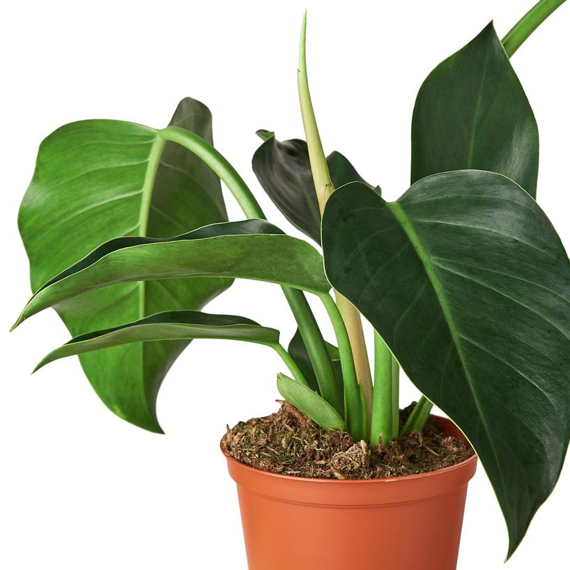 Philodendron 'Congo Green' Houseplant