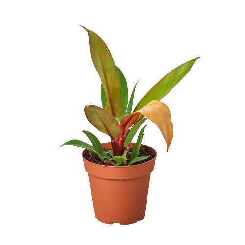 Philodendron Prince of Orange Houseplant