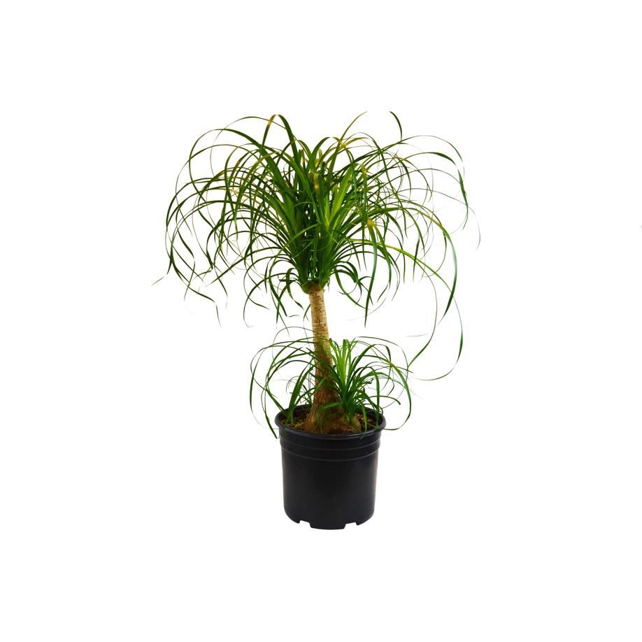 Ponytail Palm Houseplant