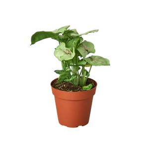 Syngonium Roxanna houseplant