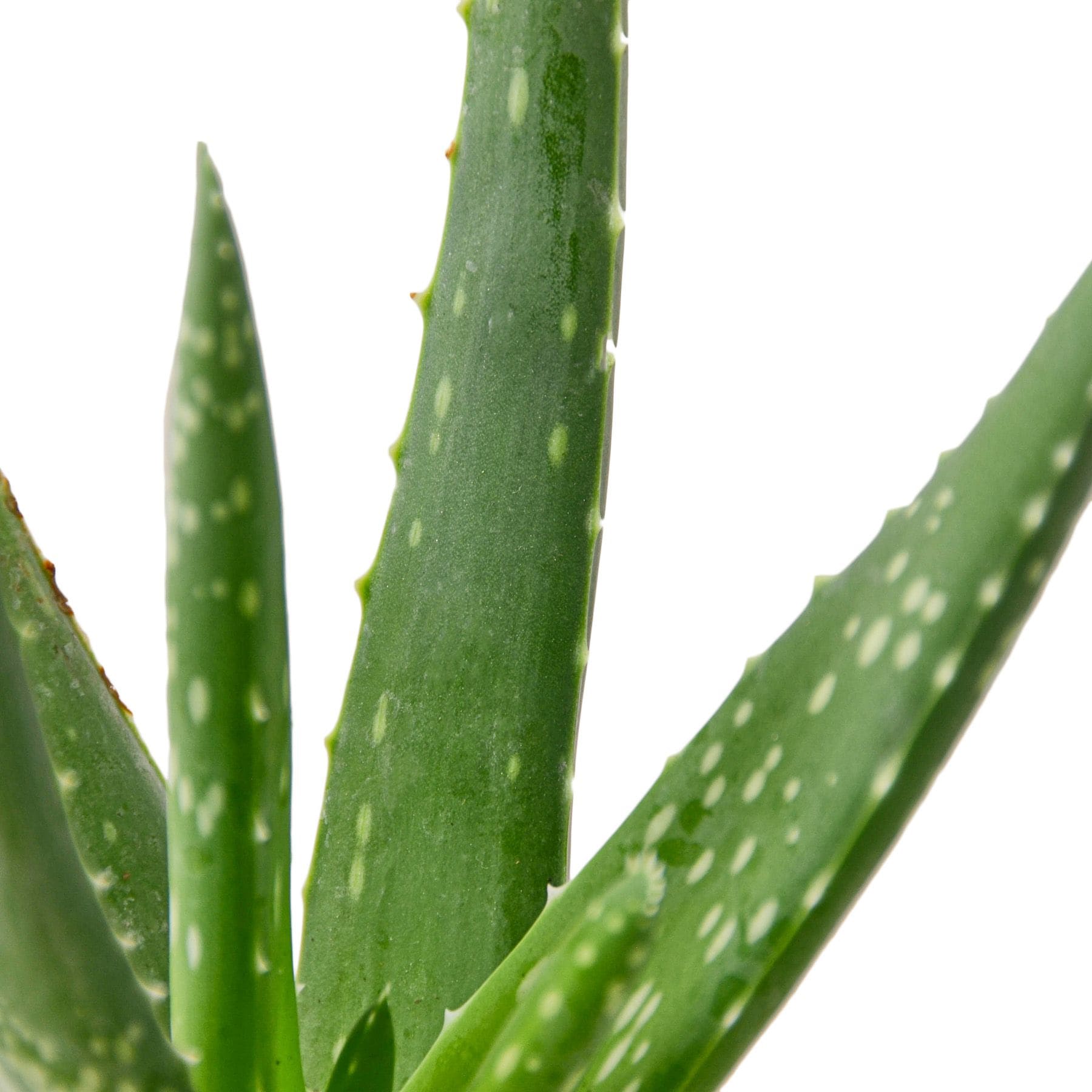 Aloe Vera Houseplant for Healing