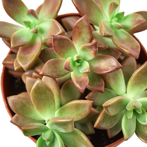 Graptosedum 'Vera Higgins' Succulent