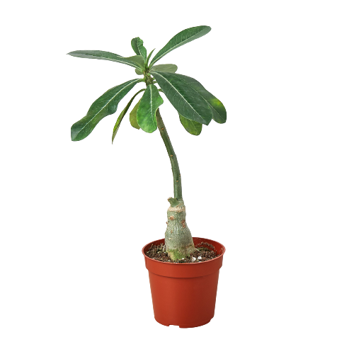 Desert Rose Succulent Houseplant