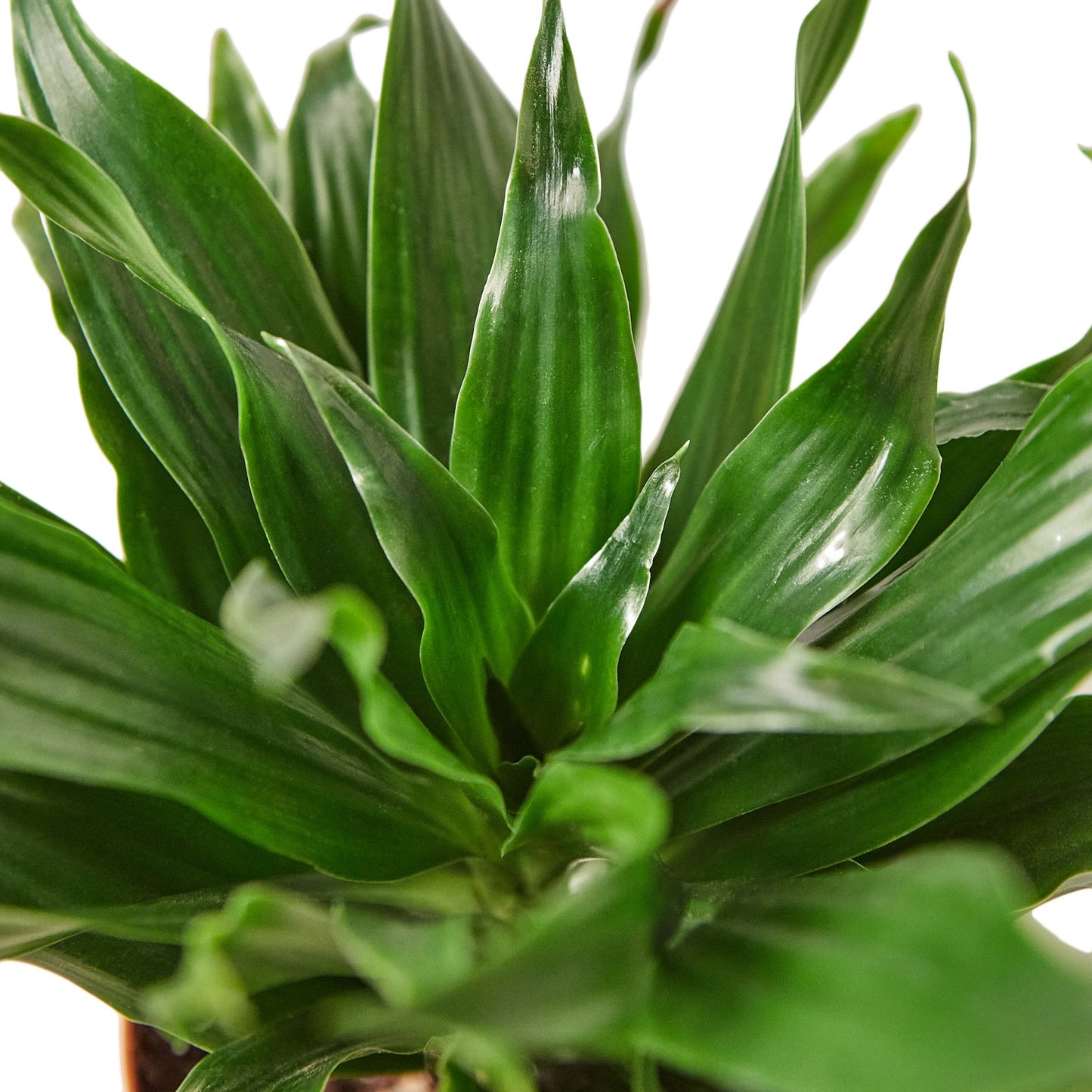 dracaena janet craig