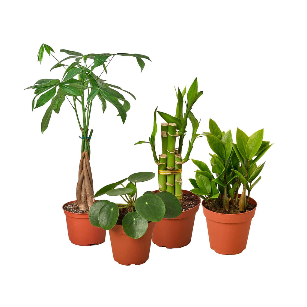 Houseplants for Manifestation Manifesting Plants