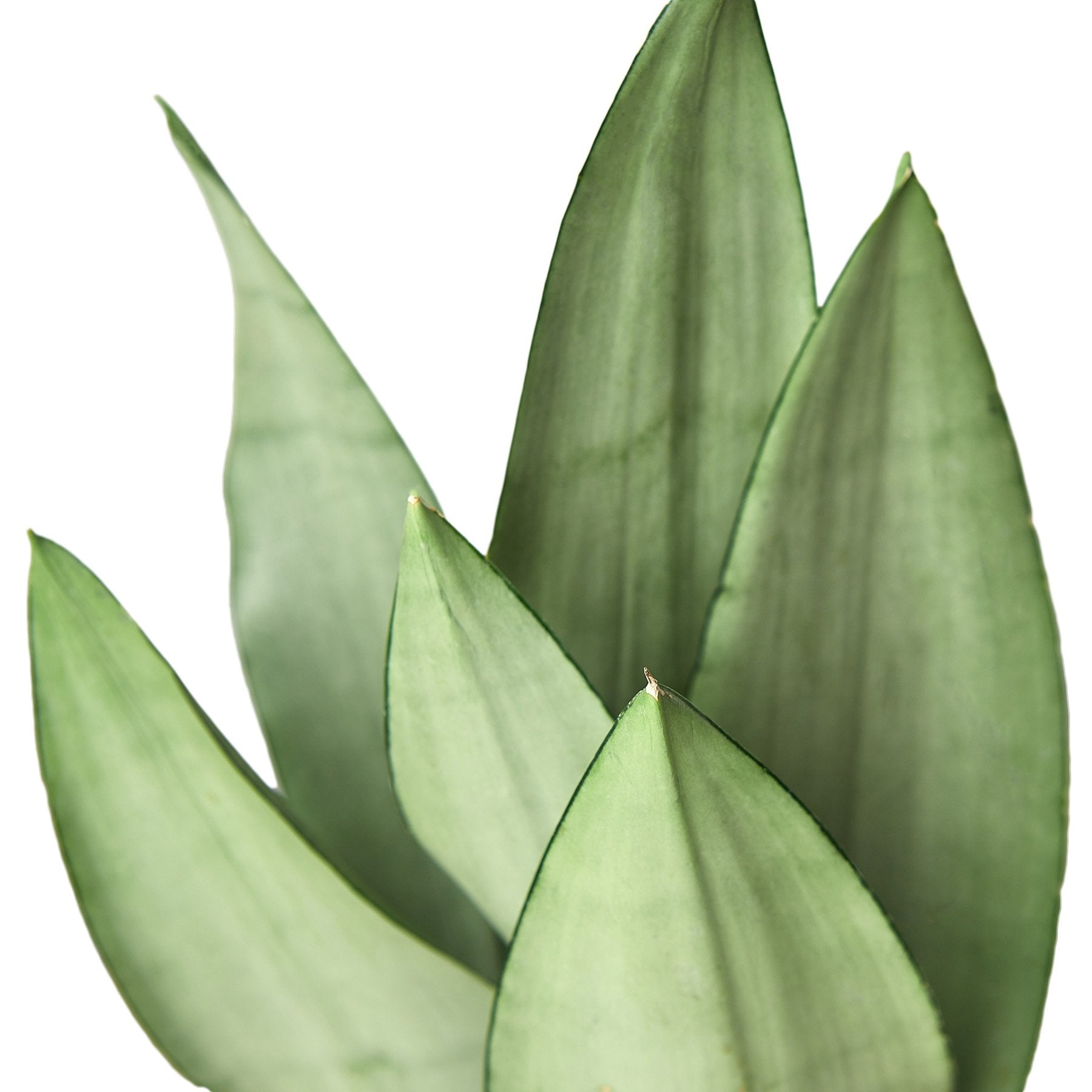 snake plant moonshine houseplant for healing