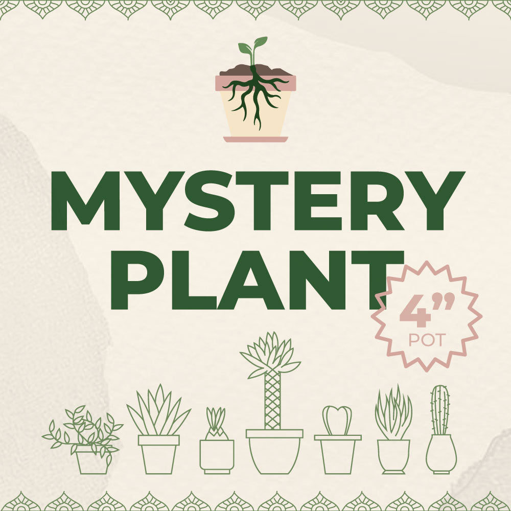 Mystery Houseplant