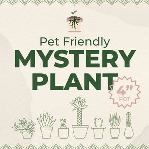 Mystery Pet Friendly Houseplant