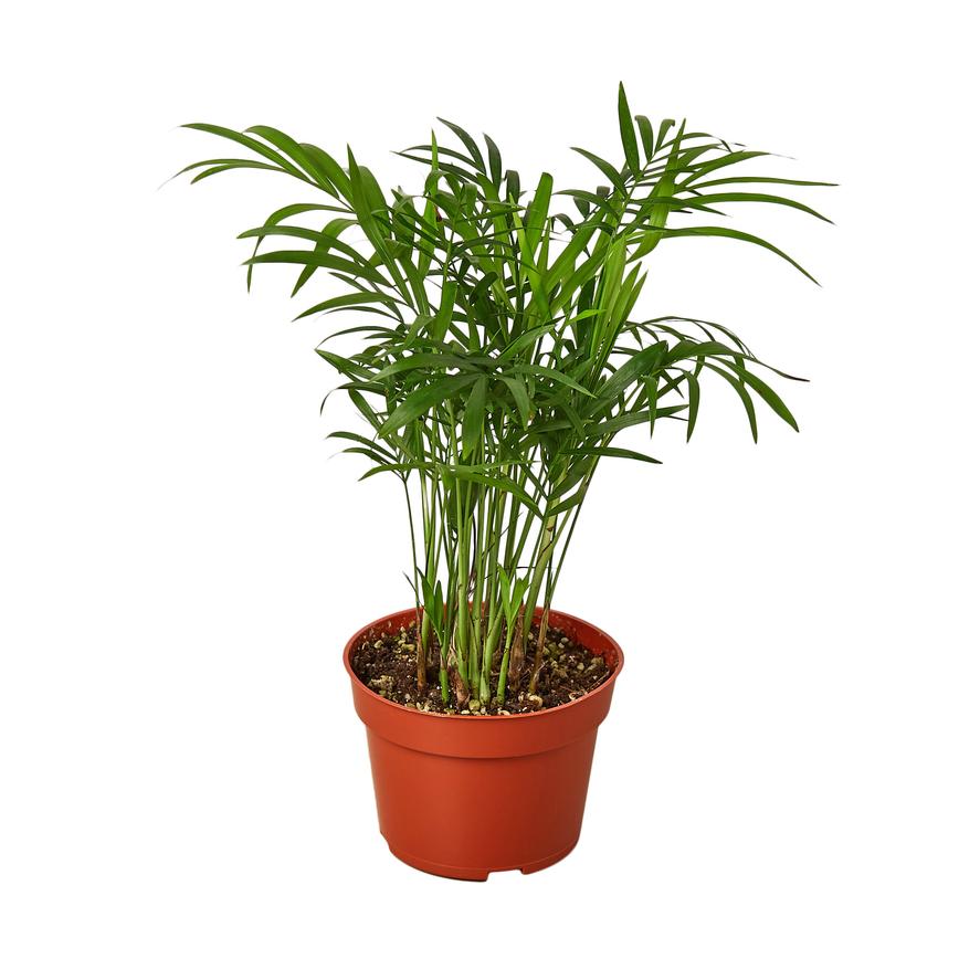Palor Palm Houseplant