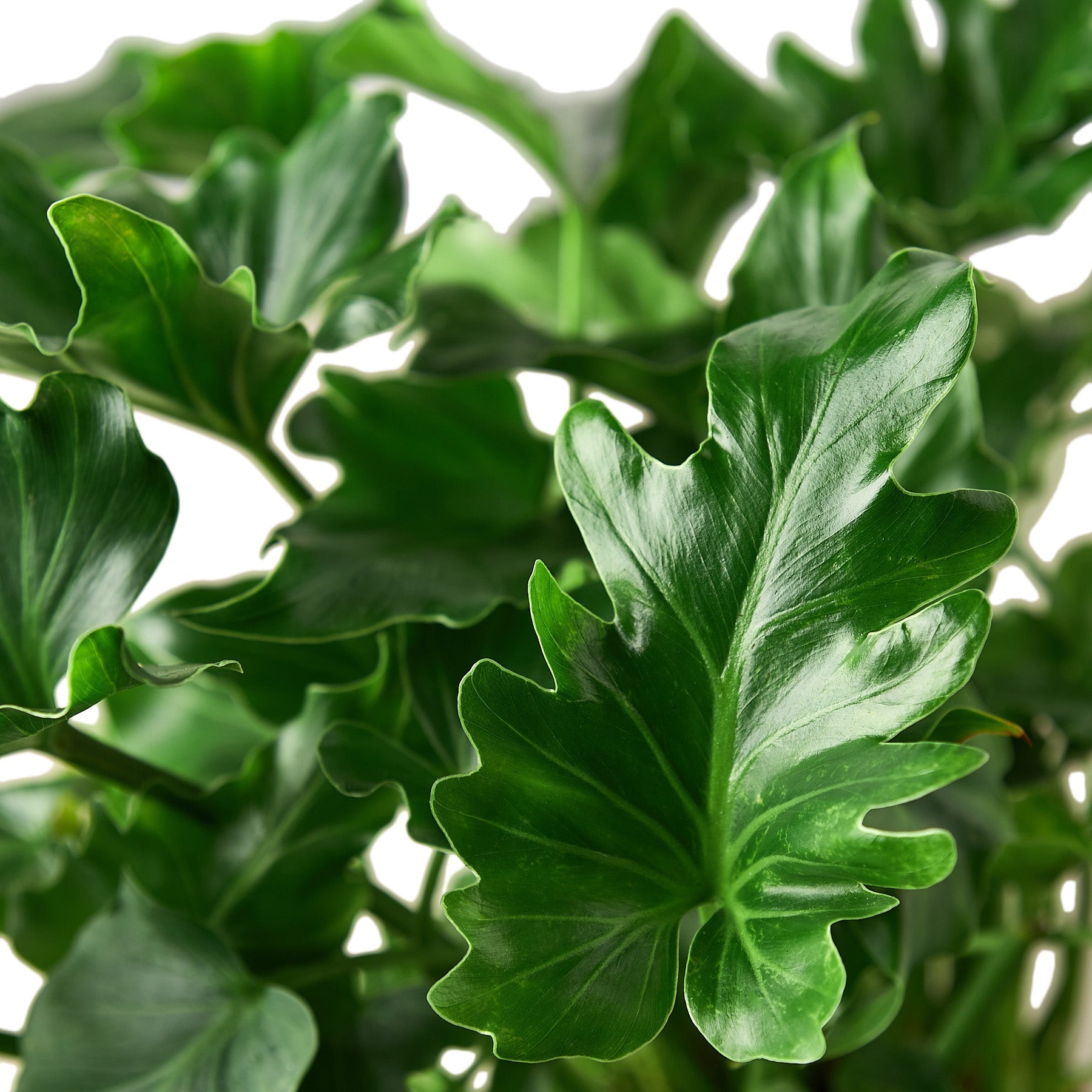 Philodendron ‘Little Hope' Houseplant
