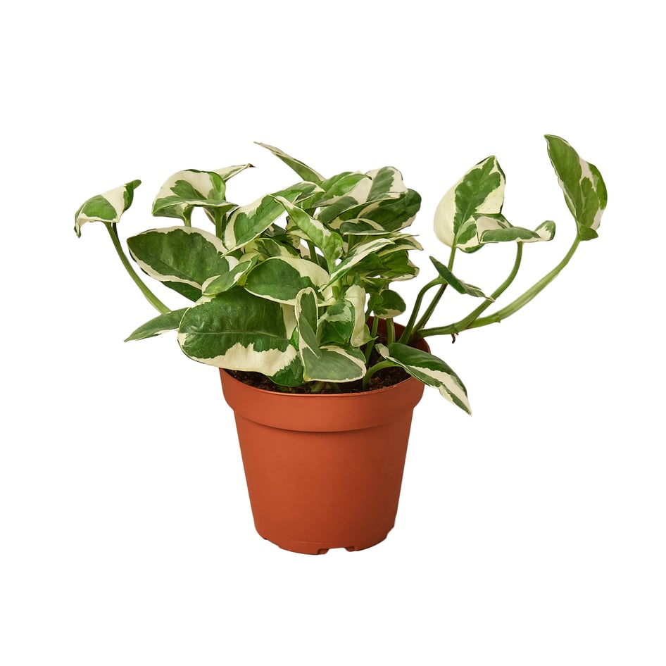 Pothos NJoy Houseplant