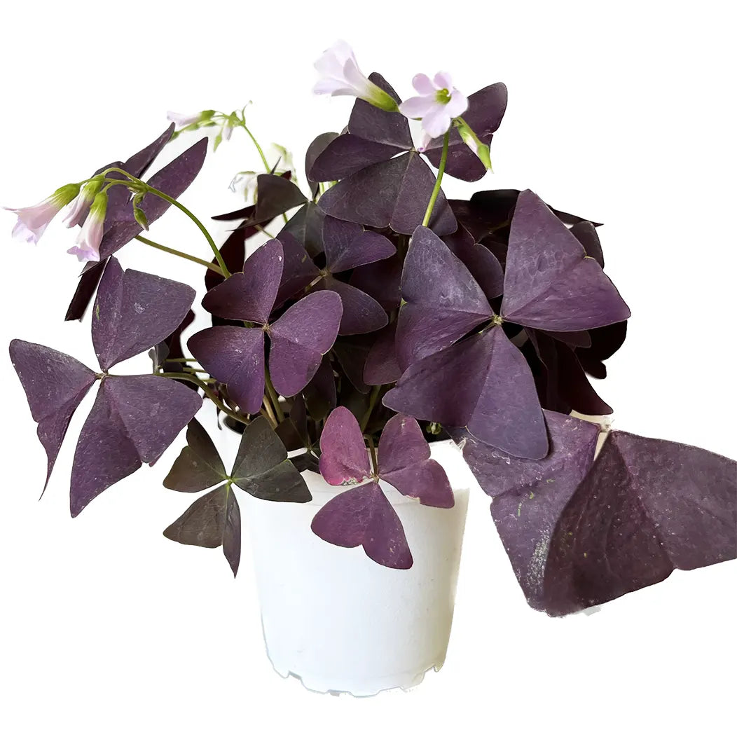 Oxalis Triangularis Purple Shamrock Houseplant