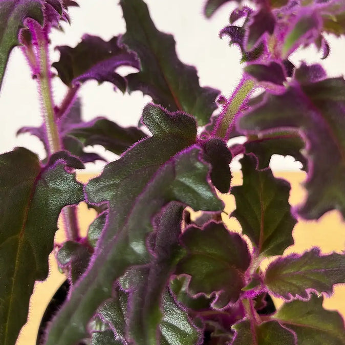 Purple Velvet Gynura Aurantiaca Houseplant