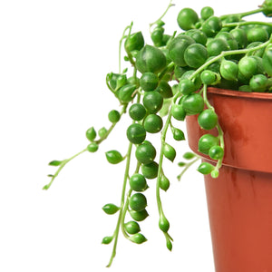 String of Pearls Succulent Houseplant