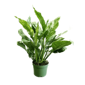 Peace Lily Variegated Houseplant