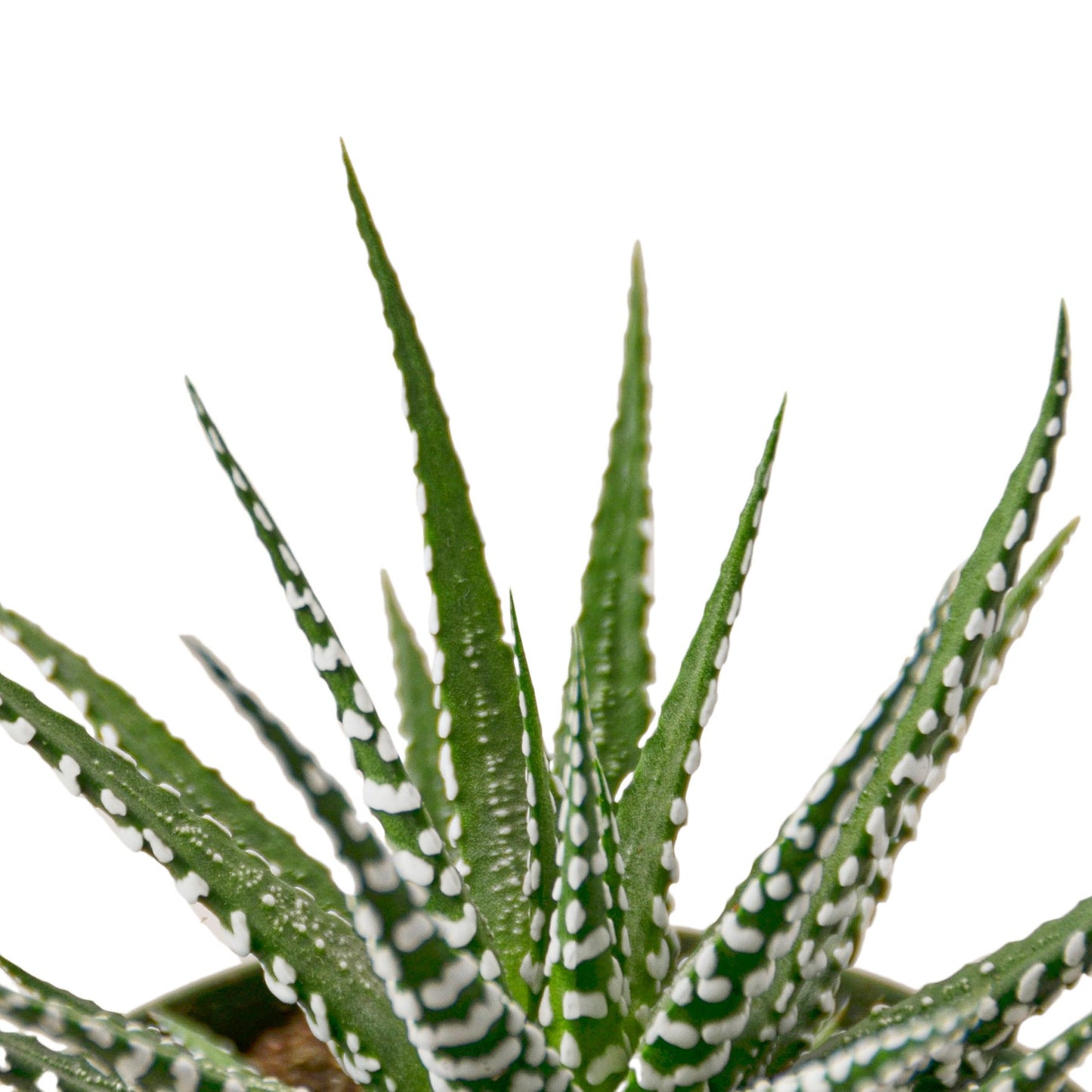 Zebra Succulent Houseplant